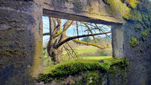 A leafless tree viewed through a moss-covered window in a concrete wall